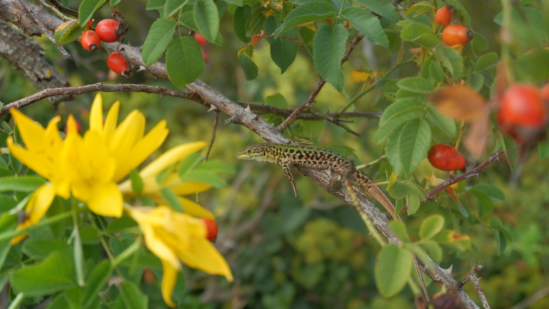 Toritto pulicchio